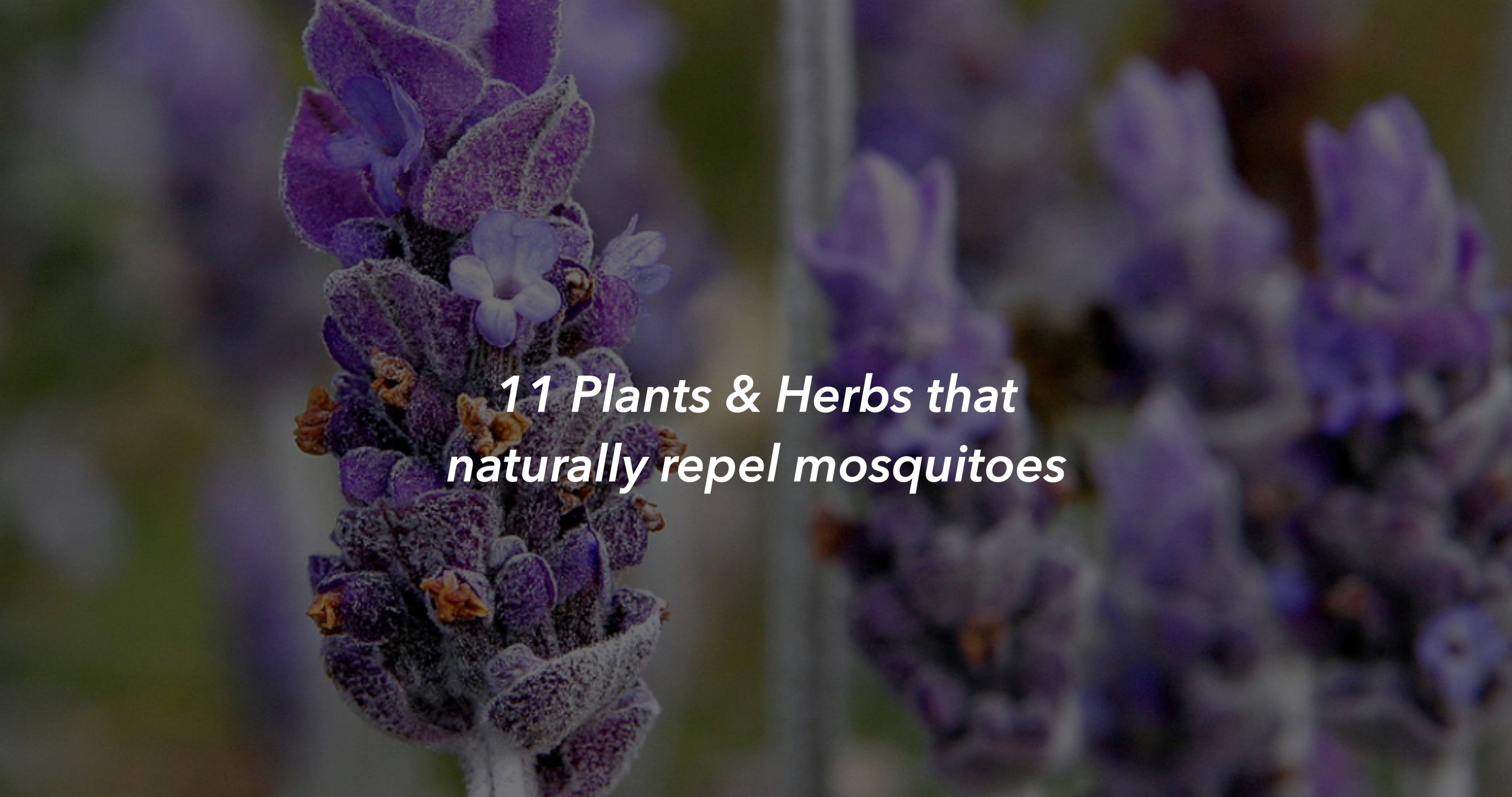 11 Plants & Herbs that naturally repel mosquitoes  CAMO