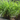 Does a Citronella Plant Really Repel Mosquitoes? Here's What Studies Say
