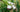 Home Remedies For Fungus Gnat Infestations